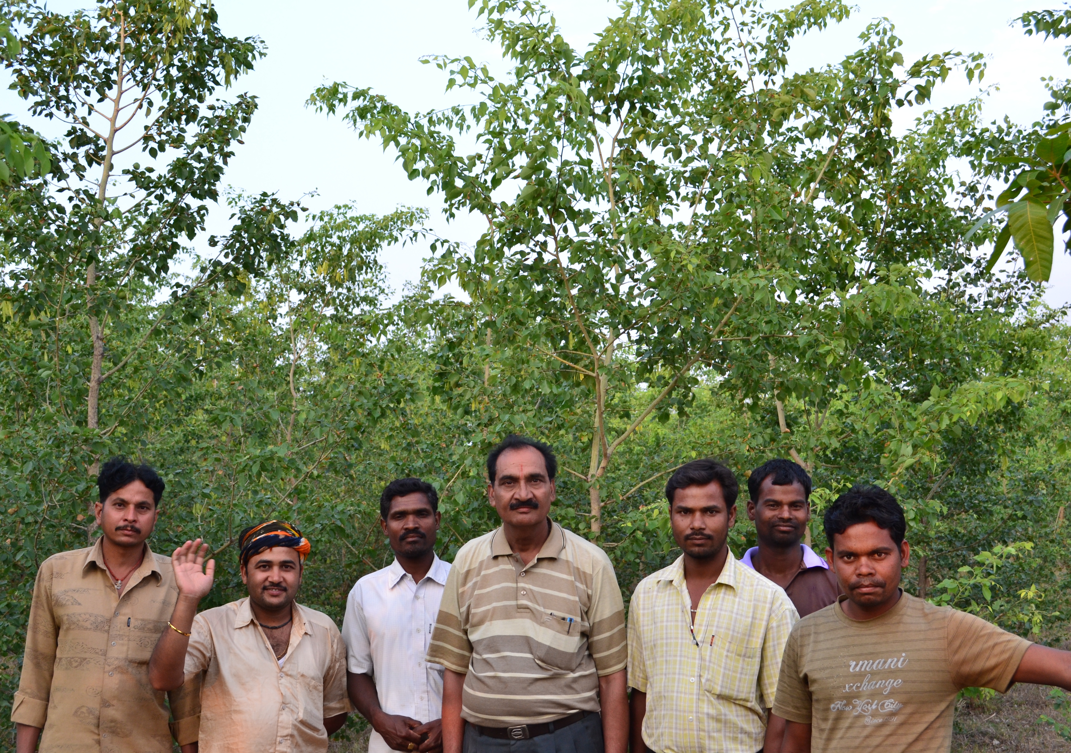 excellent-plantation-raised-and-maintained-by-amoliya-kalyanpur-jfmc-in-gumla-forest-division-jharkhand-e-ii