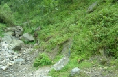 well-grown-fda-plantation-with-ground-vegetation-in-sikkim-ei