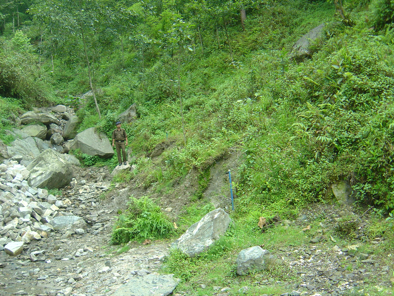 well-grown-fda-plantation-with-ground-vegetation-in-sikkim-ei