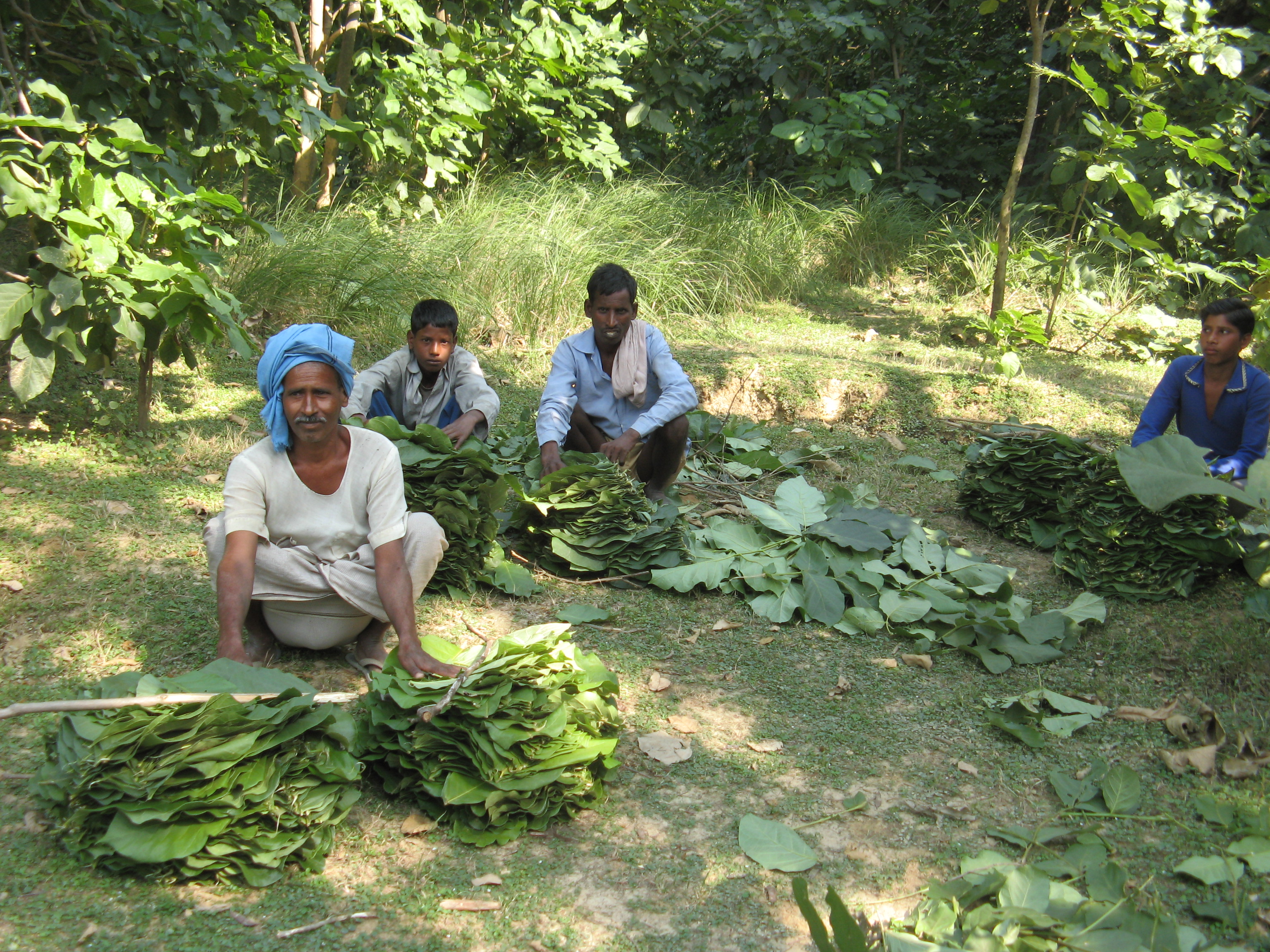 leaf-collection-for-plate-making