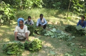 leaf-collection-for-plate-making